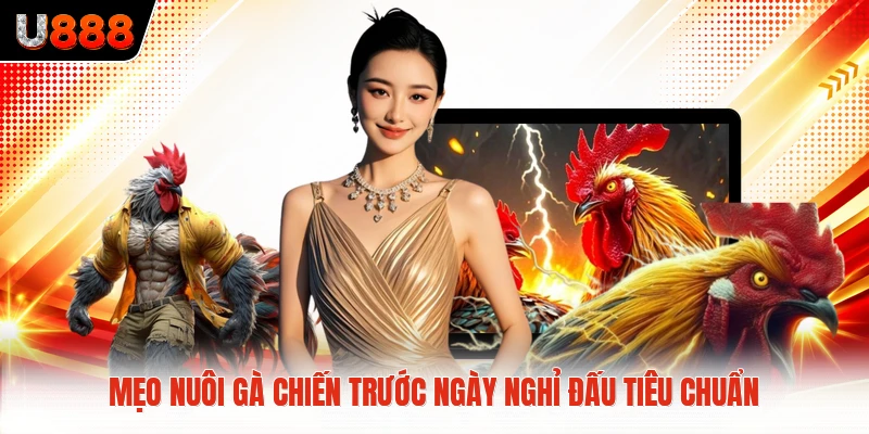 Mẹo nuôi gà chiến trước ngày nghỉ đấu tiêu chuẩn